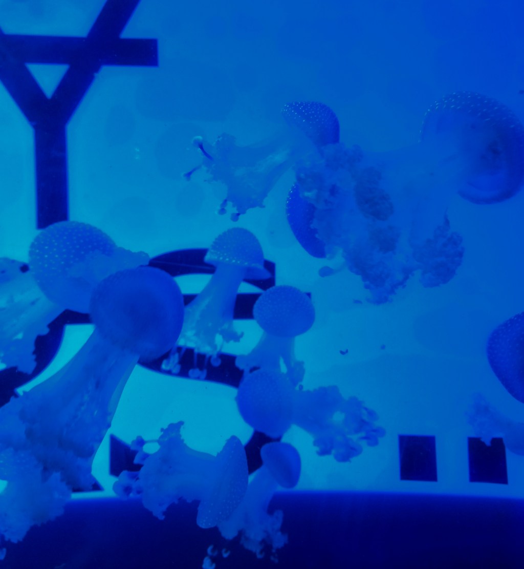 L&rsquo;aquarium de paris