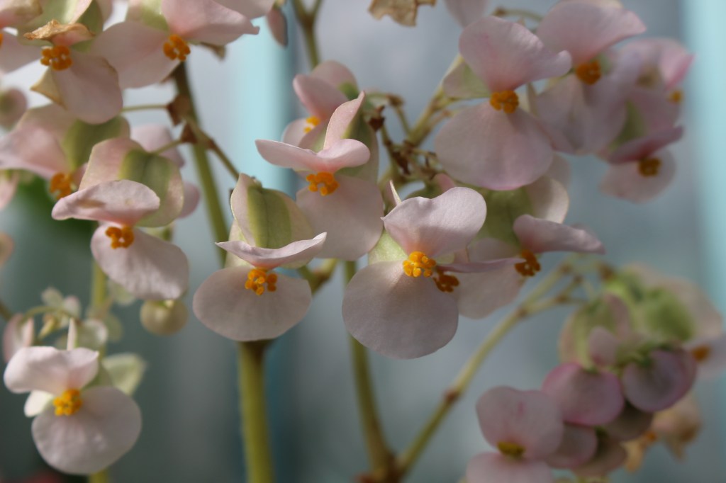 Sérénité aux Serres&nbsp;d&rsquo;Auteuil