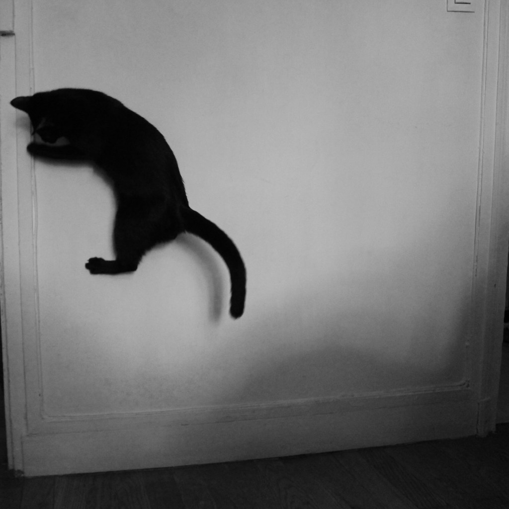 My crazy black&nbsp;cat